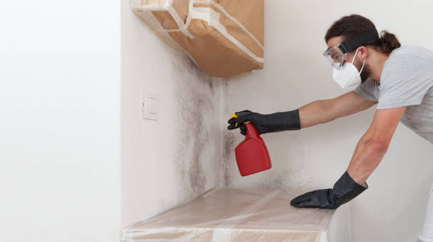 Professional Attic Mold Removal technician working in Brielle, NJ
