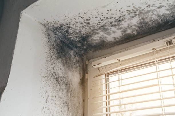 Affordable Attic Mold Removal solutions in Brielle, NJ