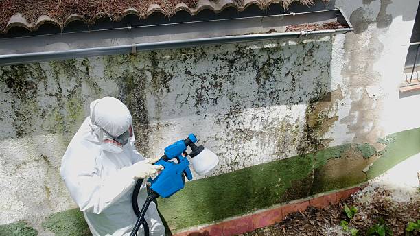 Top rated local Attic Mold Removal specialists in Brielle, NJ